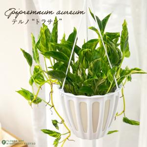 【観葉植物】ポトス　テルノシャングリラ　鉢ごと 2506_shangrila_2.jpg