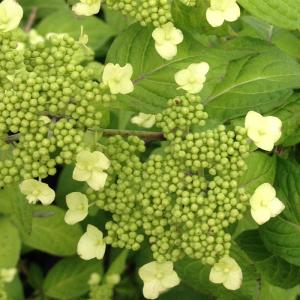 山アジサイ ヤマアジサイ 苗 乙女の舞 R8年花芽無し : やまおか碧山苑