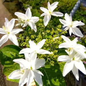 予約販売 アジサイ 白糸の滝 9cmポット ハイドランジア 苗 花苗 苗木 あじさい 紫陽花 fea 10月下旬以降発送