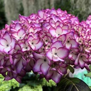 クリスマスローズ 開花苗 104 サクラセミダブル小輪 : 花郷園 KAGOEN