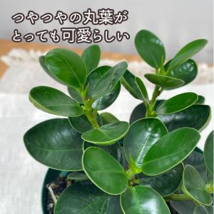 観葉植物 コパンダガジュマル タイワンガジュマ...の詳細画像1