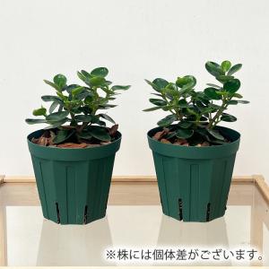 観葉植物 コパンダガジュマル タイワンガジュマ...の詳細画像2