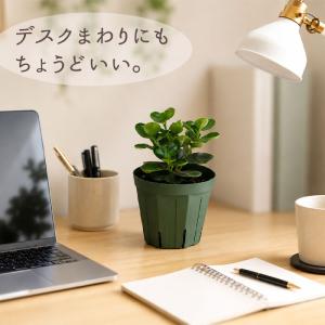 観葉植物 コパンダガジュマル タイワンガジュマ...の詳細画像2