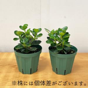 観葉植物 コパンダガジュマル タイワンガジュマ...の詳細画像3