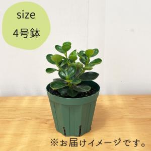 観葉植物 コパンダガジュマル タイワンガジュマ...の詳細画像4