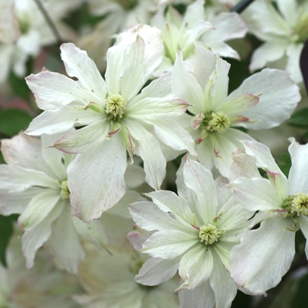 予約販売 クレマチス 苗 グリーンアイズ モンタナ系 杉本さんのクレマチス 3号ポット sugi 3...