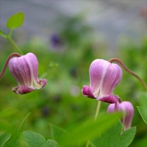 予約販売 クレマチス 苗 アディソニー ヴィオルナ系 杉本さんの