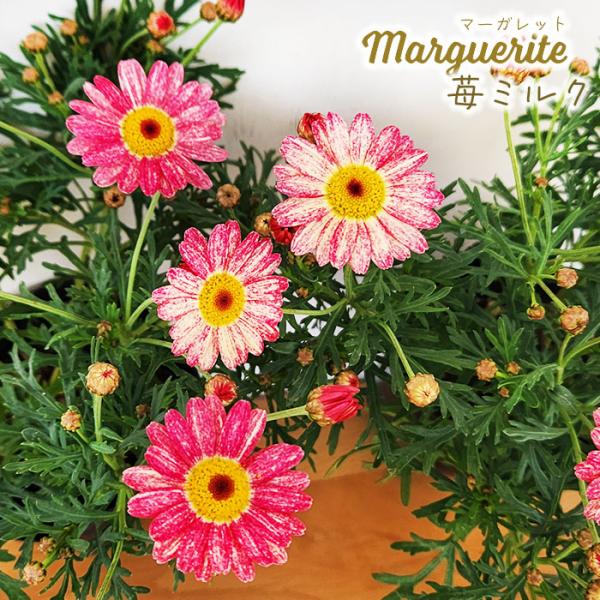 予約販売 マーガレット 苗 苺ミルク 10.5cmポット 花苗 ガーデニング 苗 ndm 3月上旬以...