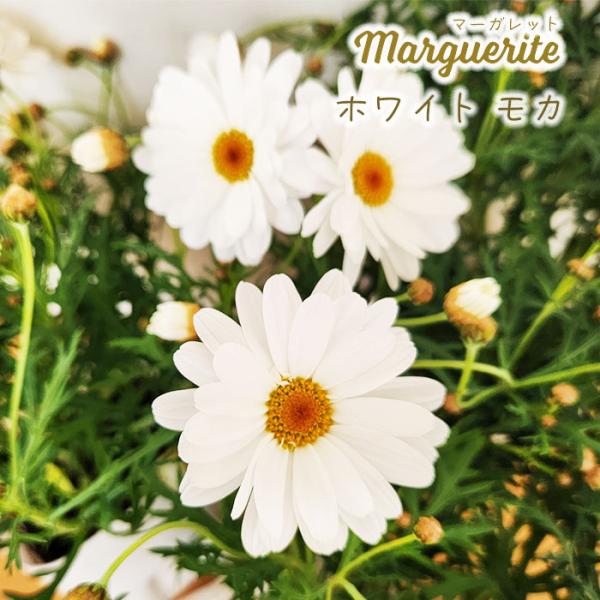 予約販売 マーガレット 苗 ホワイトモカ 10.5cmポット 品種登録出願予定 花苗 ガーデニング ...