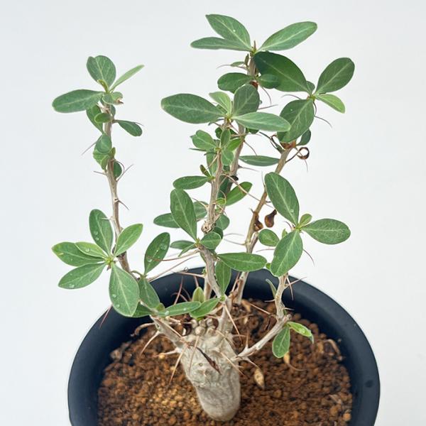 多肉植物 caコーデックス フォークイエリアコルムナリス 観峰玉 3.5号鉢 塊根植物 送料無料