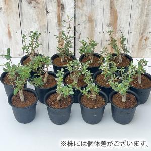 多肉植物 caコーデックス フォークイエリアコ...の詳細画像4
