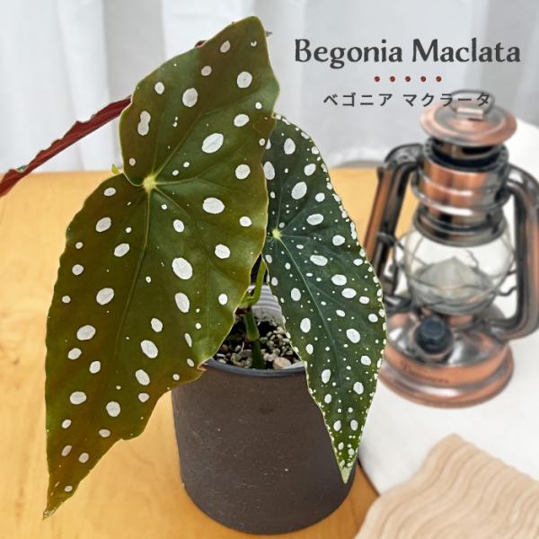 観葉植物 ベゴニア マクラータ 7.5cmポット 木立ベゴニア 観葉植物 小型 小さい 室内 贈り物...