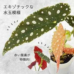 観葉植物 ベゴニア マクラータ 7.5cmポッ...の詳細画像1