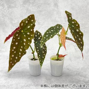 観葉植物 ベゴニア マクラータ 7.5cmポッ...の詳細画像2