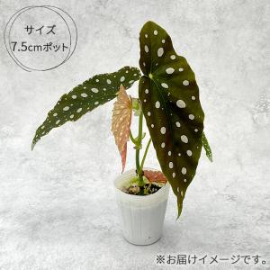 観葉植物 ベゴニア マクラータ 7.5cmポッ...の詳細画像3