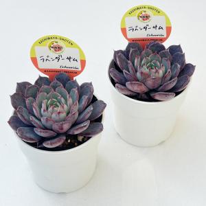 多肉植物 kswエケベリア ラベンダーサム 柏...の詳細画像1