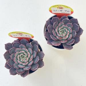 多肉植物 kswエケベリア ラベンダーサム 柏...の詳細画像2