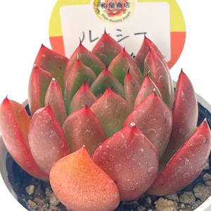 多肉植物 kswエケベリア ルーシー 柏屋商店さ...の商品画像
