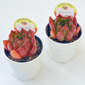 多肉植物 kswエケベリア ルーシー 柏屋商店...の詳細画像1