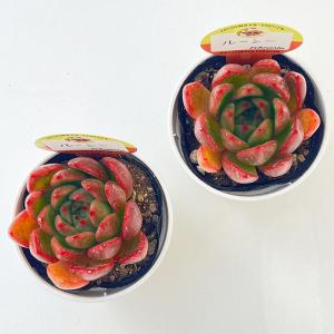 多肉植物 kswエケベリア ルーシー 柏屋商店...の詳細画像2
