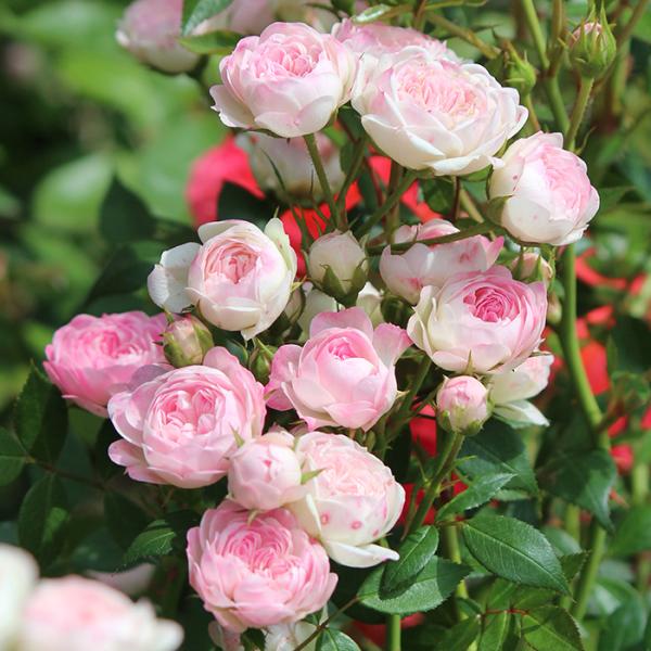 予約販売 バラ苗 バラ大苗 禅ローズ 桃心（もこ） 返り咲き 薔薇 ばら 送料無料 ピンク ommo...