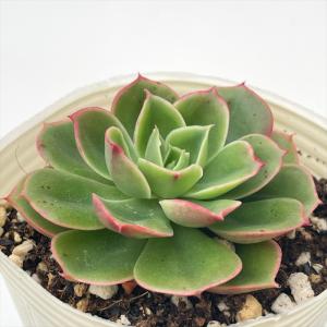 多肉植物 エケベリア フラワーソング 韓国苗 抜き苗 カット苗 約4.5cm
