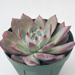 多肉植物 swkエケベリア 二瓶リンゼアナ 実生 送料無料 多肉植物 エケベリア 9cmポット｜フラワーネット日本花キ流通