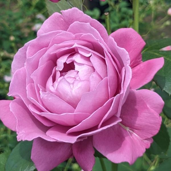 予約販売 バラ 苗 バラ 新苗 京成バラ園芸 恋いづな（こいいづな） 品種登録出願中 薔薇 ばら 送...