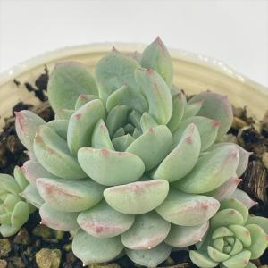 多肉植物 sbエケベリア ピンクローサ 多肉植物...の商品画像