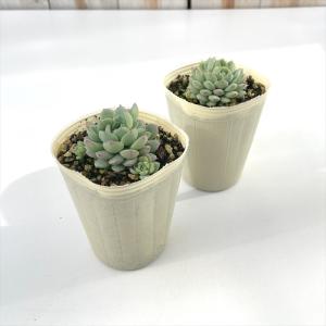 多肉植物 sbエケベリア ピンクローサ 多肉植...の詳細画像1