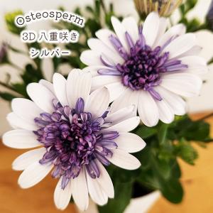 クリスマスローズ開花株 SDホワイトゴールド 018 現品限り : 金井園芸