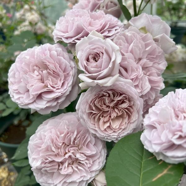 予約販売 バラ 苗 バラ 新苗 河本バラ園 ルソワール 品種登録出願中 四季咲き 薔薇 ばら 送料無...