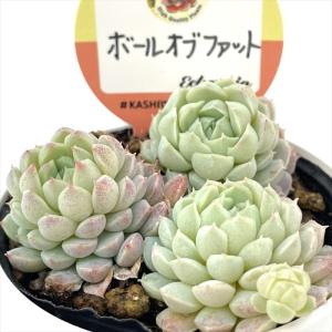 多肉植物 kswエケベリア ボールオブファット 柏屋商店さん苗 エケベリア 6cmポット