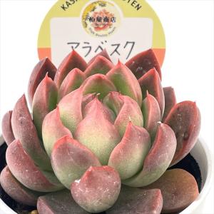 多肉植物 kswエケベリア アラベスク 柏屋商店...の商品画像