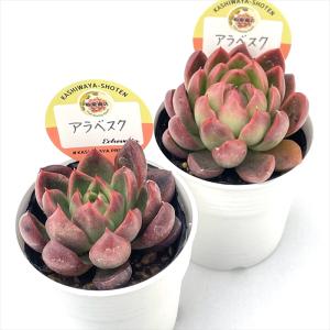 多肉植物 kswエケベリア アラベスク 柏屋商...の詳細画像1