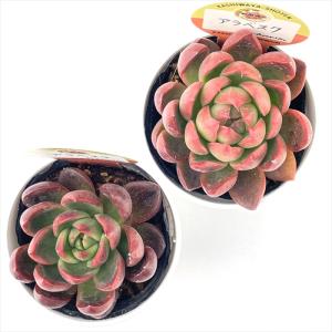 多肉植物 kswエケベリア アラベスク 柏屋商...の詳細画像2