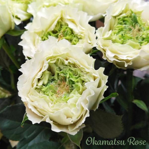 予約販売 バラ苗 バラ新苗 MONSTER 契約品種 薔薇 ばら 国産苗 岡松ローズ オリジナル品種...