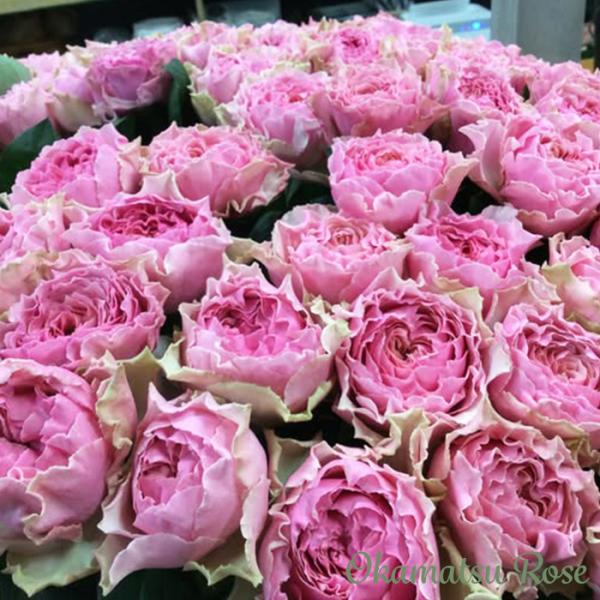 予約販売 バラ苗 バラ新苗 カーム波 契約品種 薔薇 ばら 国産苗 岡松ローズ オリジナル品種 2w...