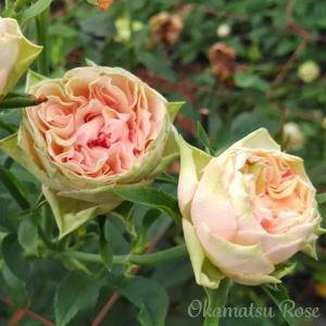 予約販売 バラ苗 バラ新苗 うさぎ 契約品種 薔薇 ばら 国産苗 岡松