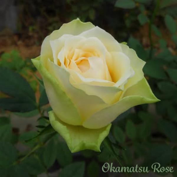 予約販売 バラ苗 バラ新苗 ゴッドマザー 契約品種 薔薇 ばら 国産苗 岡松ローズ オリジナル品種 ...