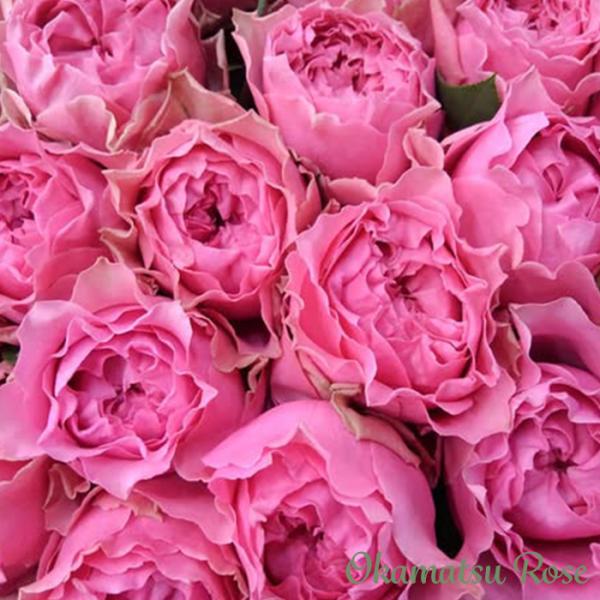 予約販売 バラ苗 バラ新苗 さざ波 契約品種 薔薇 ばら 国産苗 岡松ローズ オリジナル品種 2wa...