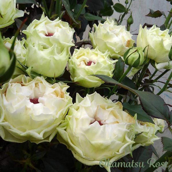 予約販売 バラ苗 バラ新苗 白波 契約品種 薔薇 ばら 国産苗 岡松ローズ オリジナル品種 2way...