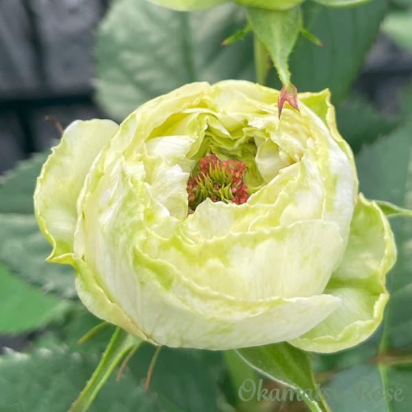 予約販売 バラ苗 バラ新苗 白くま 契約品種 薔薇 ばら 国産苗 岡松ローズ オリジナル品種 2wa...