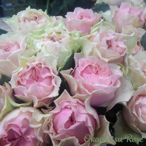 予約販売 バラ苗 バラ新苗 千重波 契約品種 薔薇 ばら 国産苗 岡松ローズ オリジナル品種 2wa...