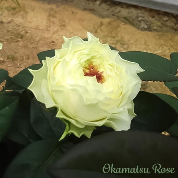 予約販売 バラ苗 バラ新苗 雪だるま 契約品種 薔薇 ばら 国産苗 岡松ローズ オリジナル品種 2w...