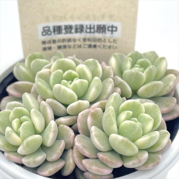 多肉植物 kthグラプトセダム 小桃いろは 品種登録出願中 多肉植物 古都の葉さんの苗 命名株 グラ...