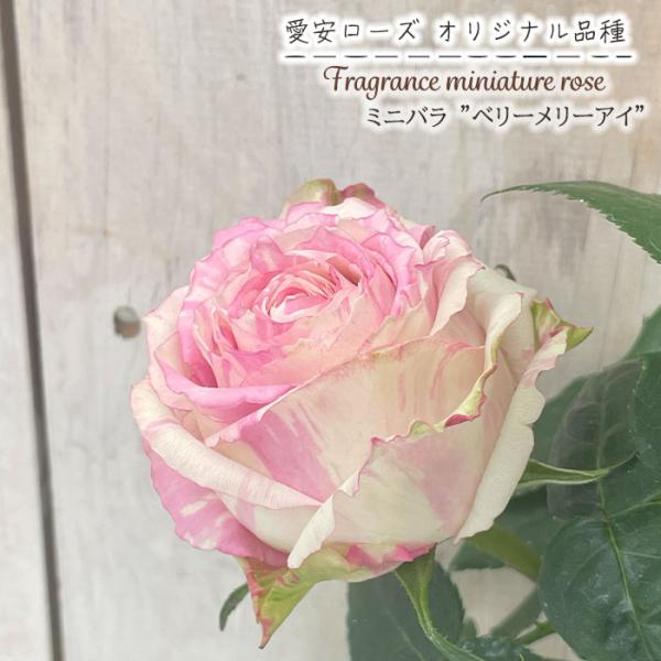 予約販売 ミニバラ ベリーメリーアイ 3号ポット 四季咲き 強香 香り バラ 薔薇 バラ苗 苗 ピン...