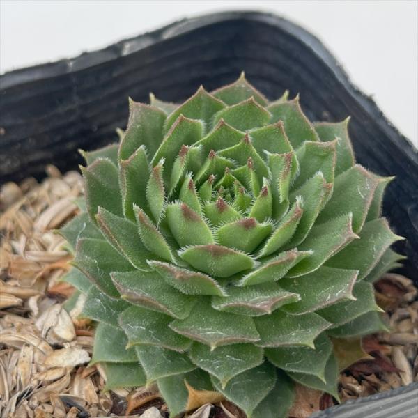 多肉植物 sfセンペルビウム タルク 7.5cmポット センペルビブム
