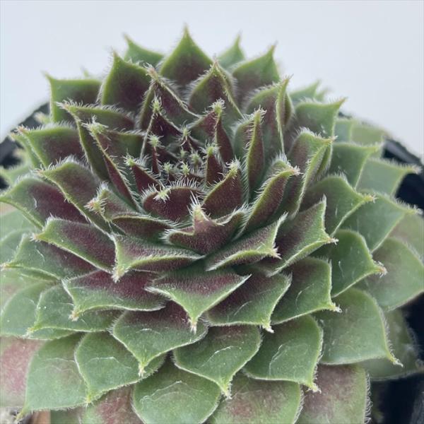多肉植物 sfセンペルビウム パシフィックレッドローズ 7.5cmポット センペルビブム