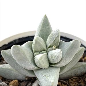 多肉植物 hmクラッスラ 夢稚児 多肉植物 クラ...の商品画像